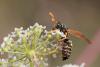 Polistes sp.